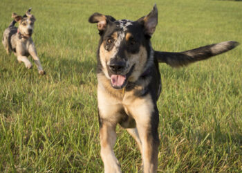 Dutchess County couple preserves 81 acres of woods and wetlands