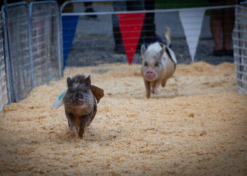 Scenes from the Ulster County Fair