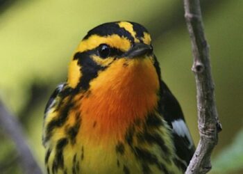 Go birding with the world in Kingston this Friday