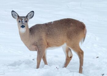 Letters to the editor: February, 11 2026 (Immigrants, Fascist, Secret Police and more)