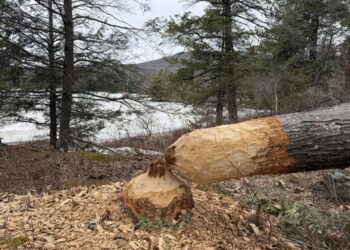 Letters to the editor: March 18, 2026 (Iran, the facts, fair elections and more)