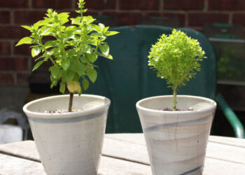 Raising basil(s)