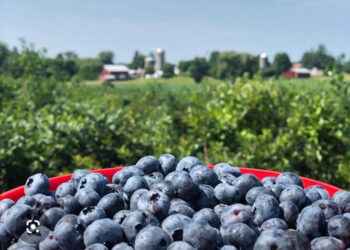 Finding favorites at farmstands throughout the Hudson Valley