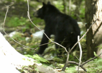 A Catskill’s midsummer