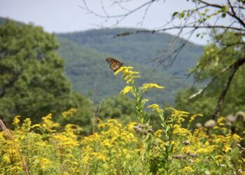 High summer lifestorm